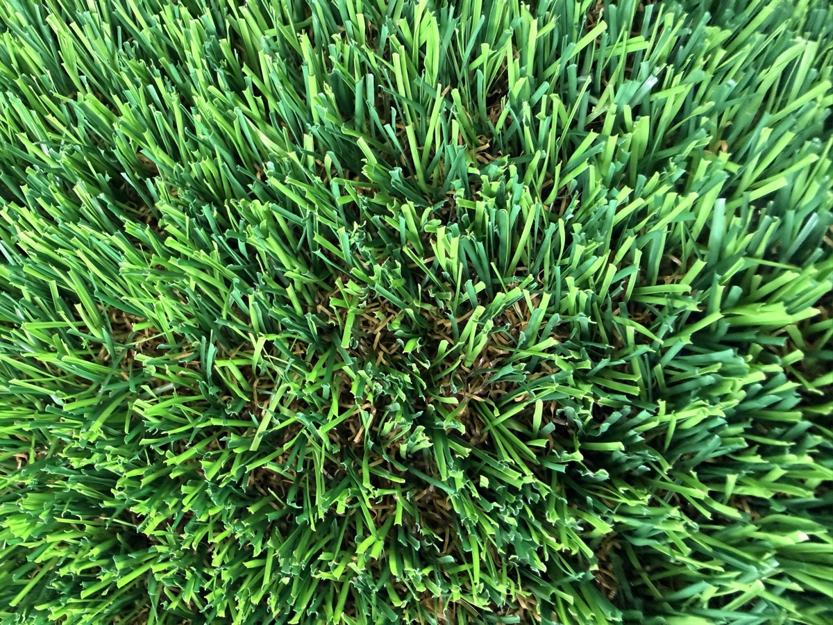 Close-up of our everyday turf, a bright, lush green with full blades.